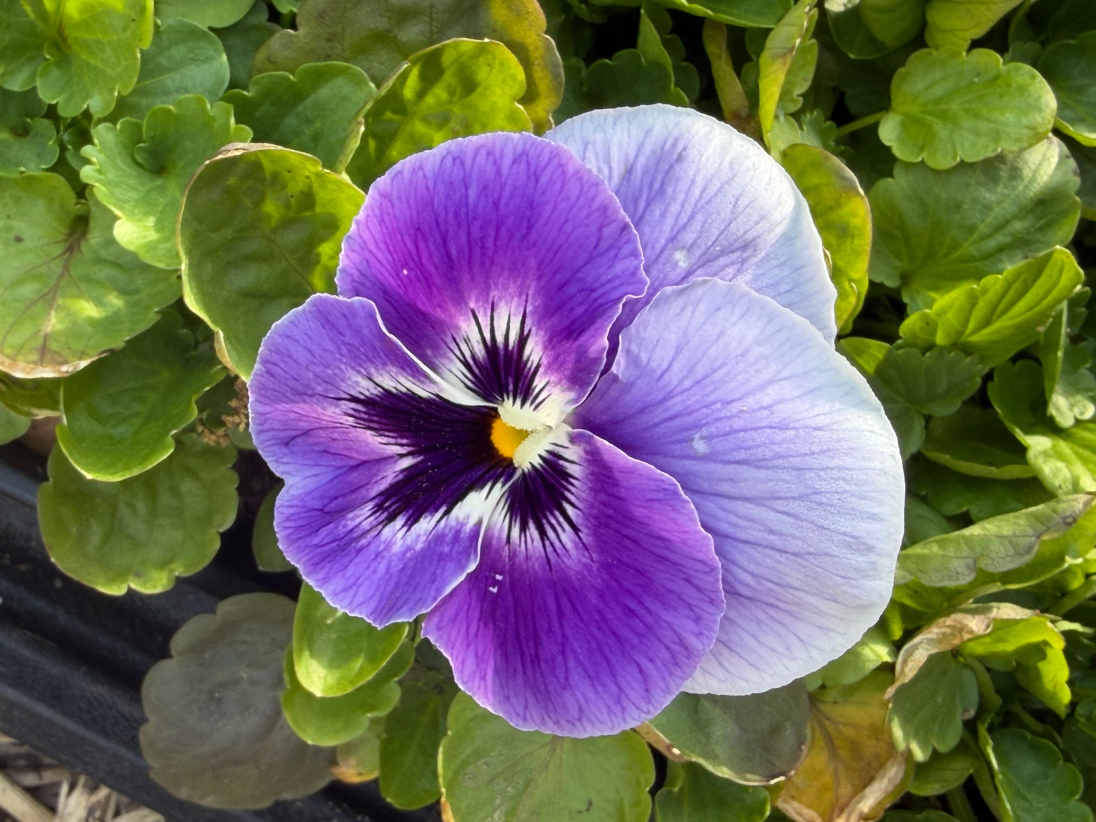 photo of seedling